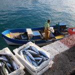 pescadores_regresan_a_puerto_con_sus_capturas_en_playa_san_juan_4