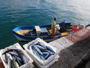 pescadores_regresan_a_puerto_con_sus_capturas_en_playa_san_juan_4