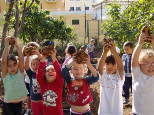 recogida_de_batatas_en_el_ceip_de_playa_san_juan2
