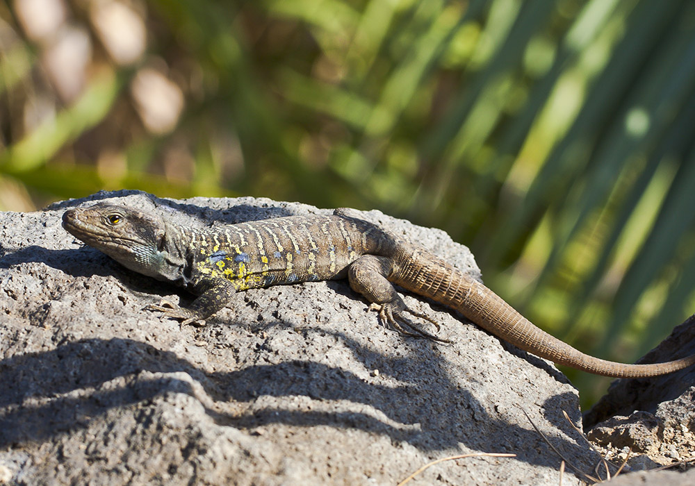 Lagarto tizón