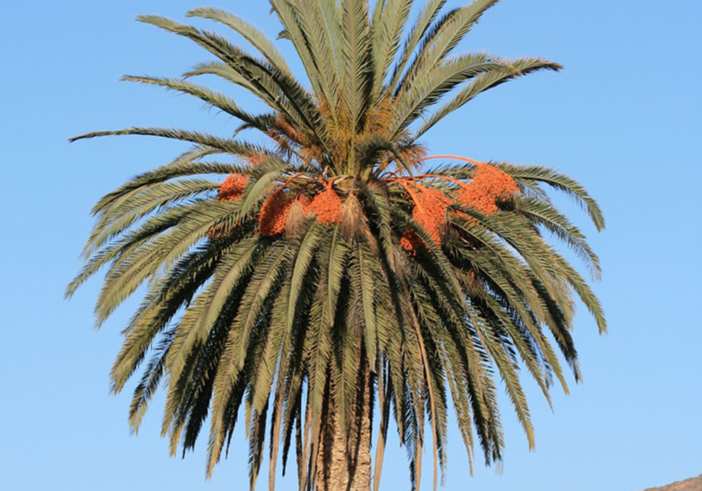 Phoenix canariensis