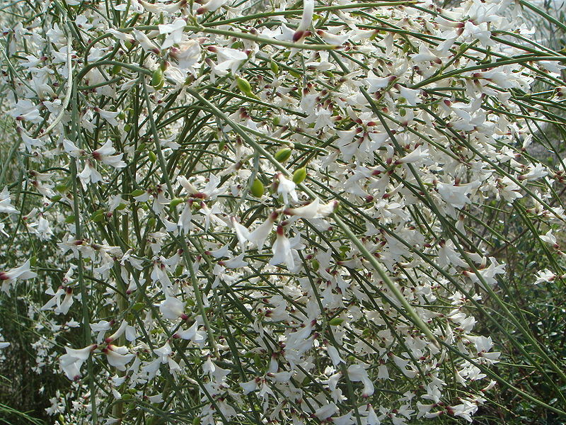 Retama blanca