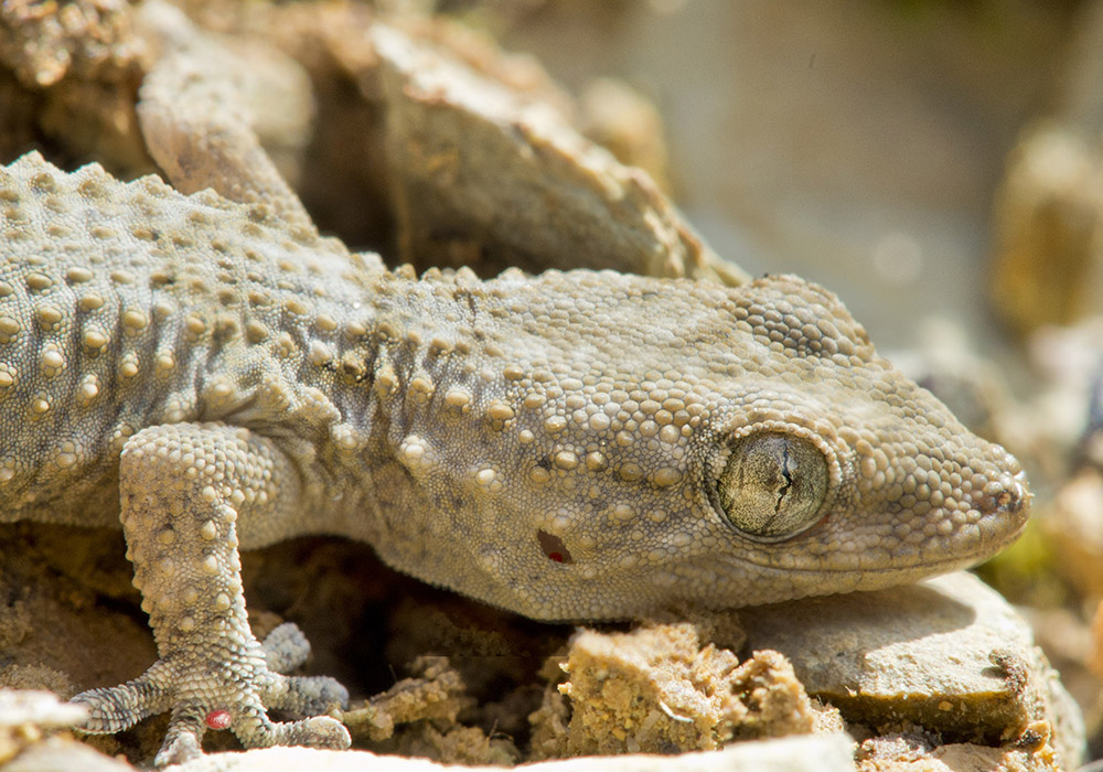 Salamanquesa