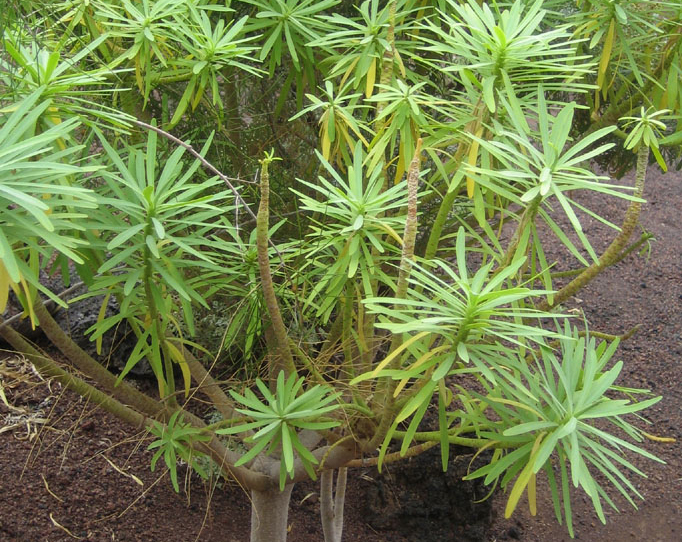 Tabaiba amarga