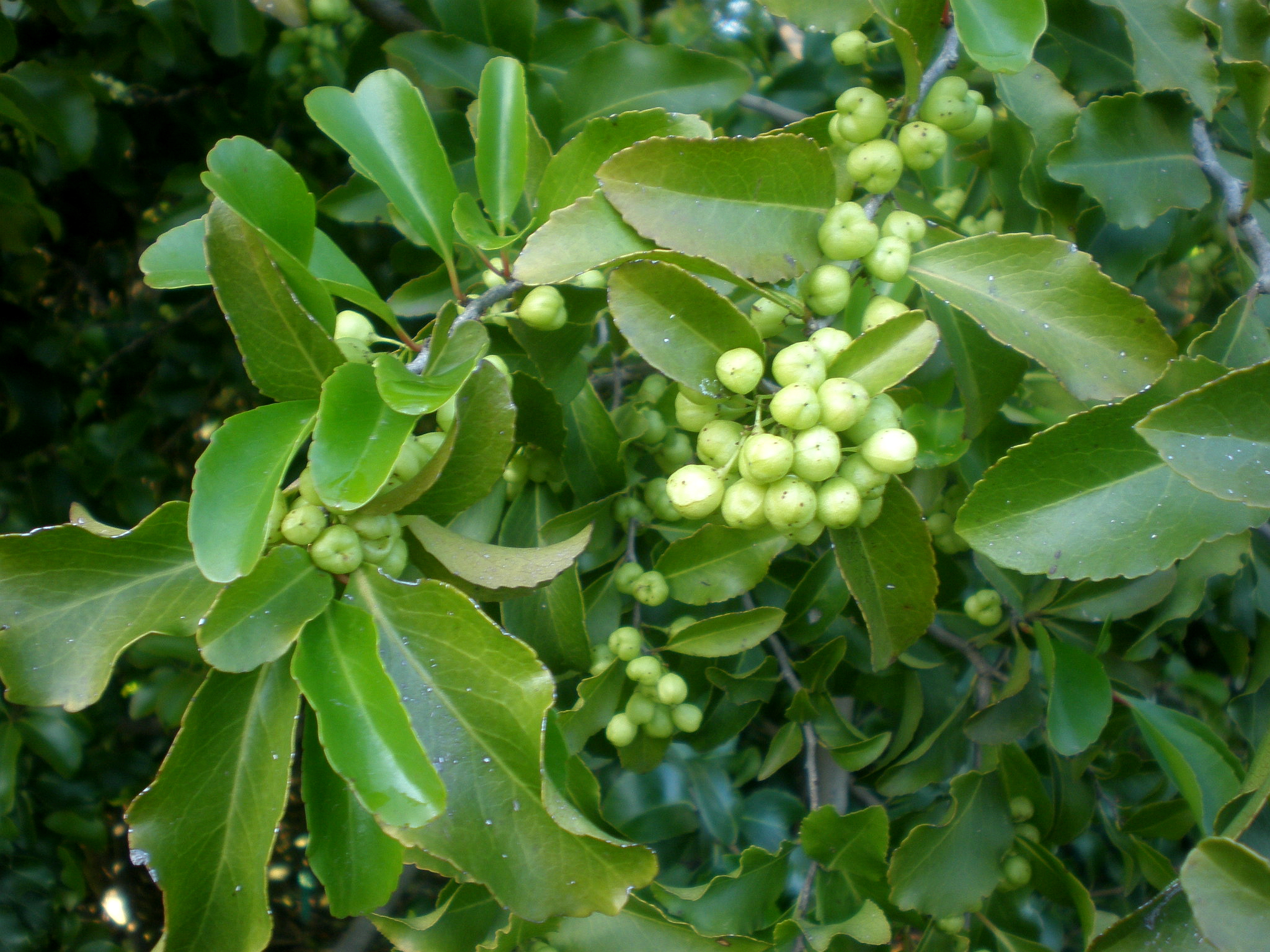 Jardín Botánico de Barcelona.